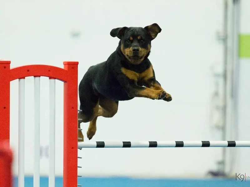 Kay Mathias' German Wirehaired Pointers and Rottweilers