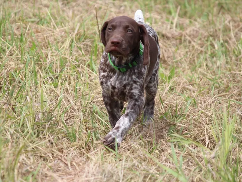 Kay Quaintance's German Shorthaired Pointers