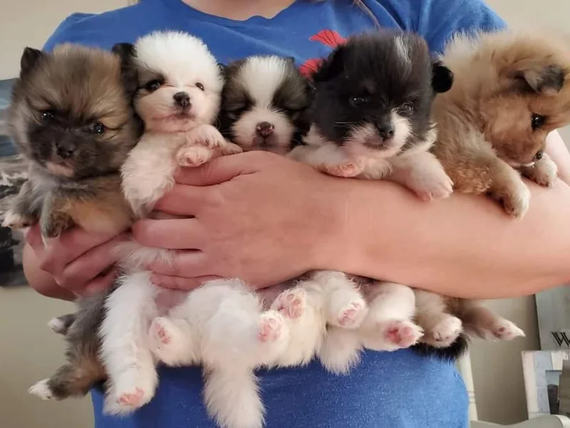 Kay's Pomeranians