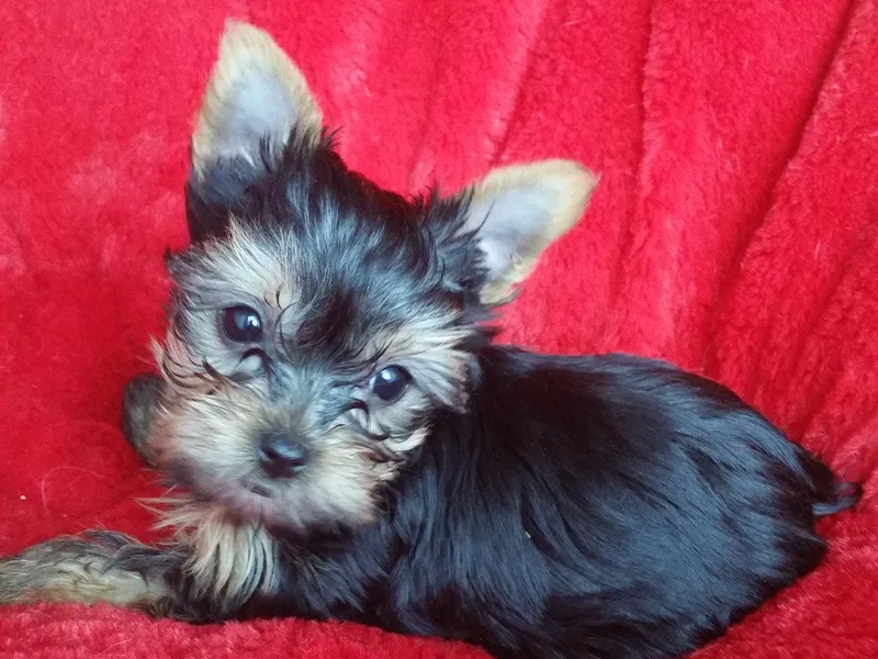 Kay's Yorkshire Terriers