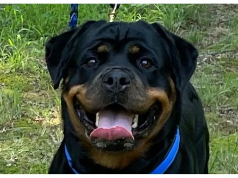 Kayara Haus Rottweilers