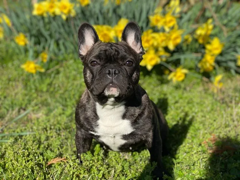 Kayla's French Bulldogs