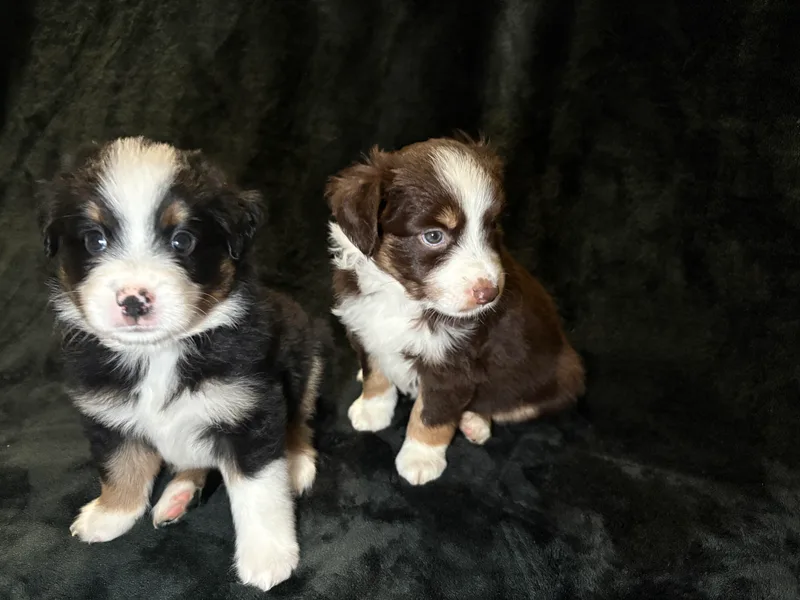 Kayla's Mini American Shepherds