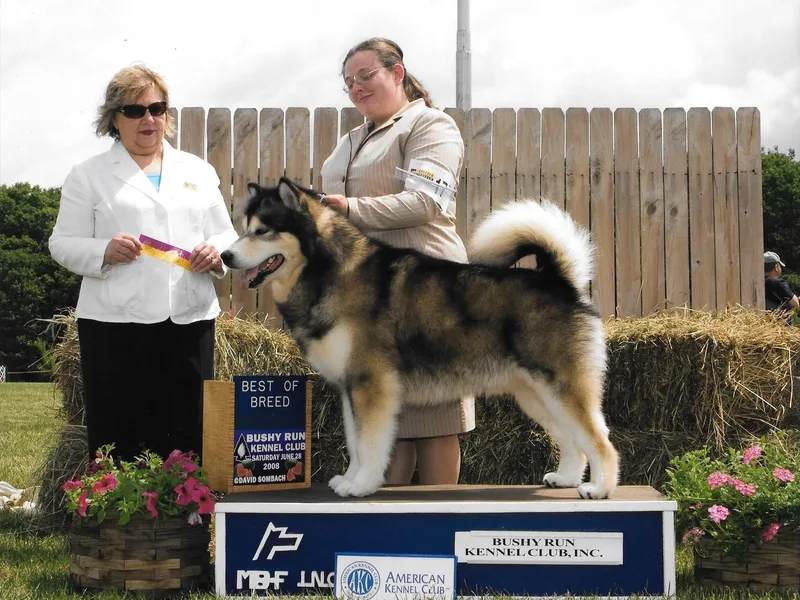 Kaylatee Alaskan Malamutes