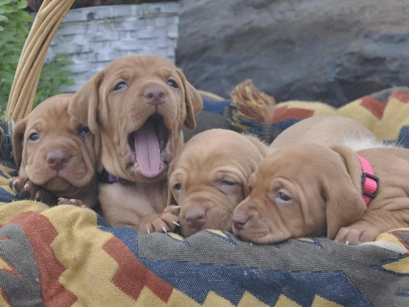 Kaylee’s Vizslas