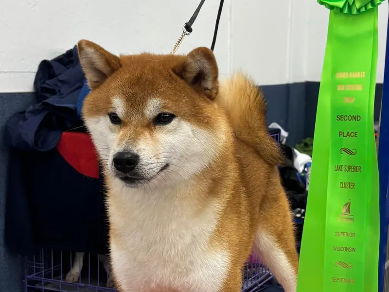 Kayobi Shibas