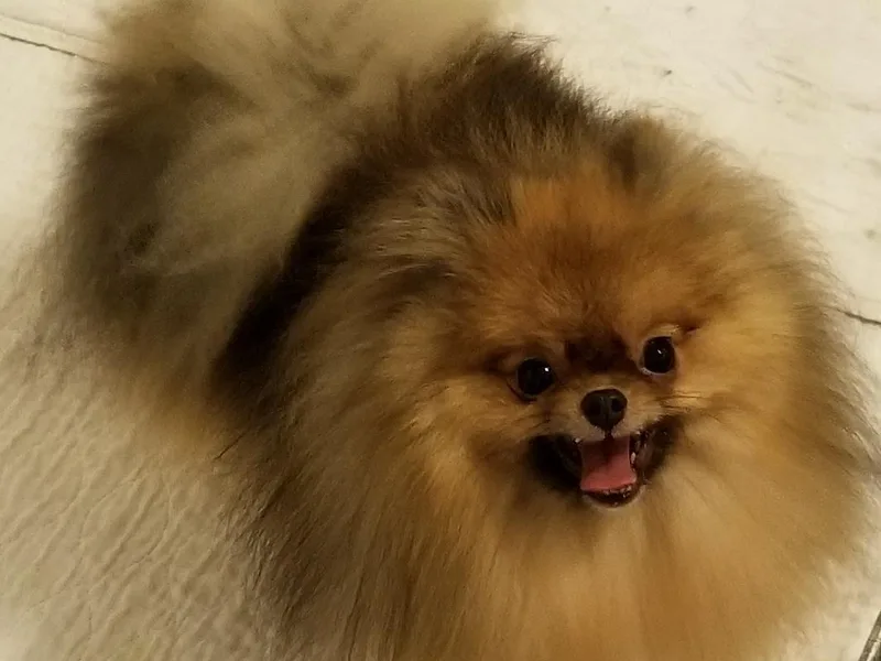Kayra Pomeranians