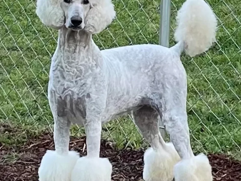 Kayte &amp; Grayce Standard Poodles