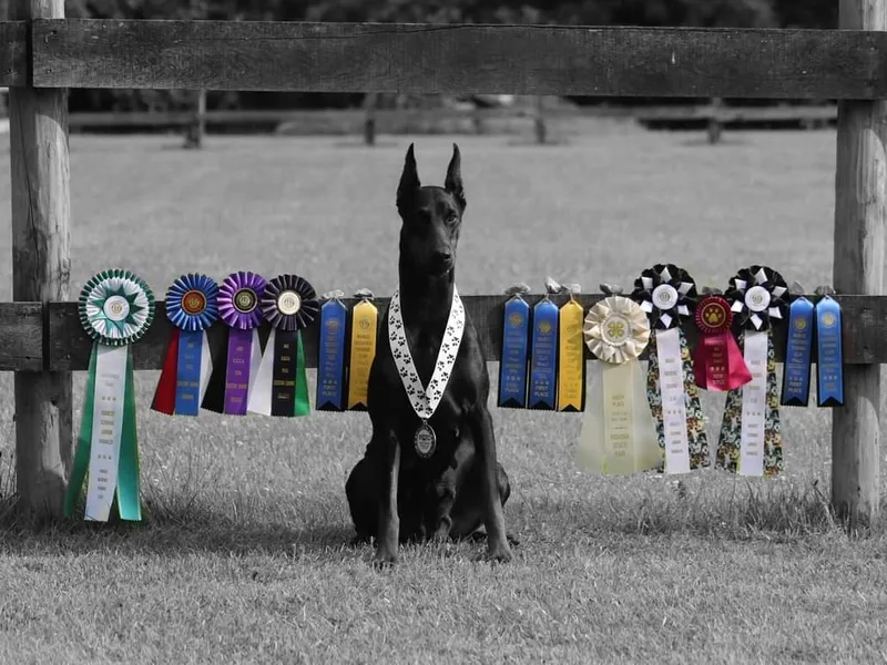 Kazimir Kennels of Indiana