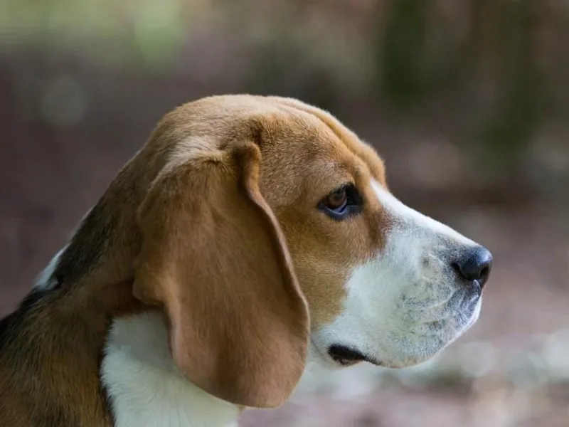Kazuri Beagles and Cavaliers