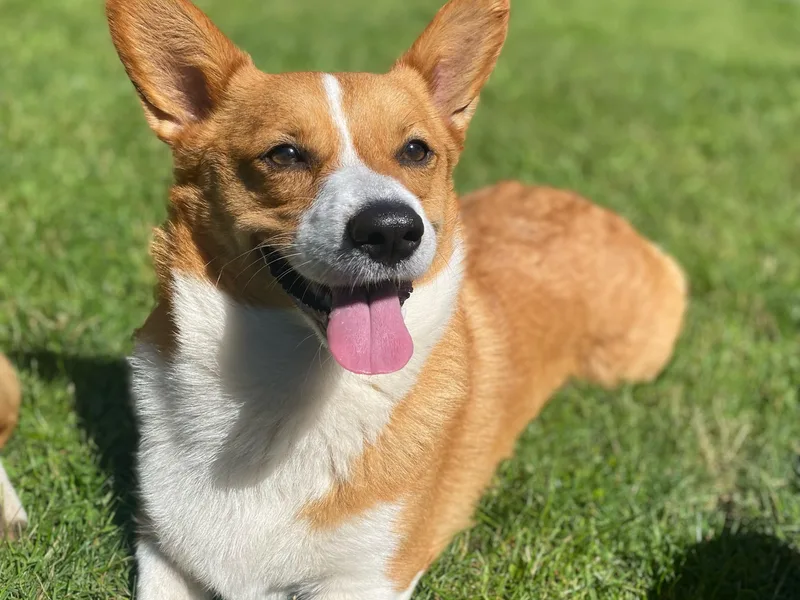 KB Corgis photo 1