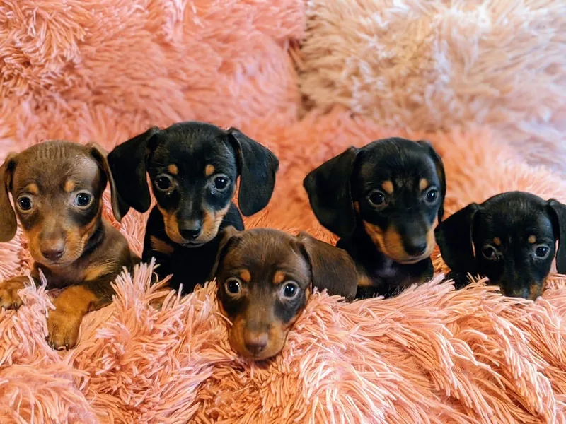 KB Doxies