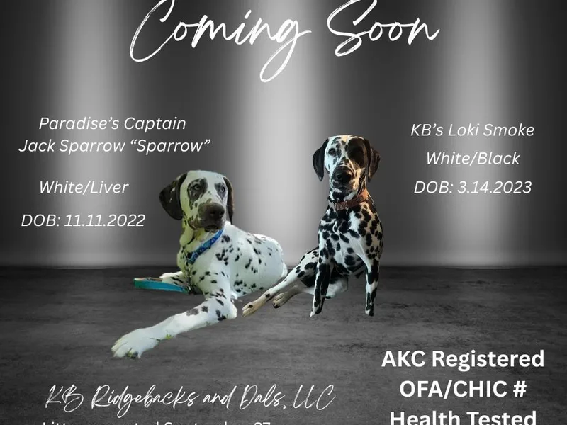 KB Ridgebacks and Dals, LLC