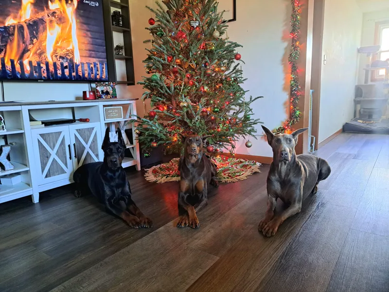 KB's Dobermans