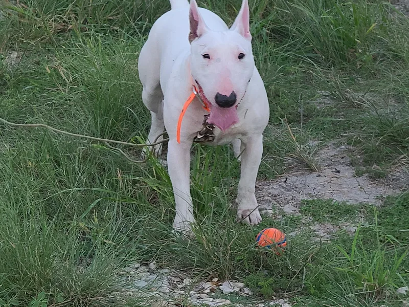 KBs. Bull Terriers