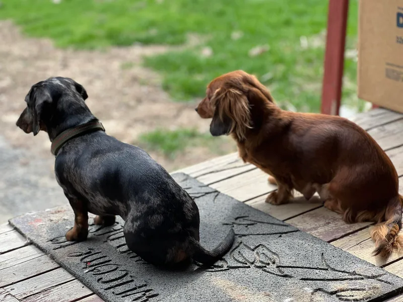 KBz Miniature Dachshunds