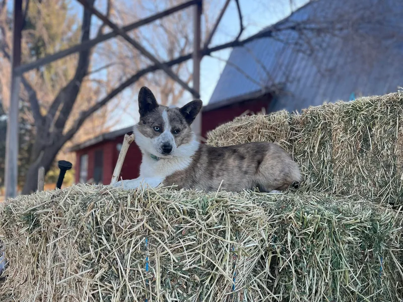 KC Bar Ranch Aussies