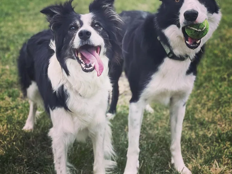 KC Border Collies