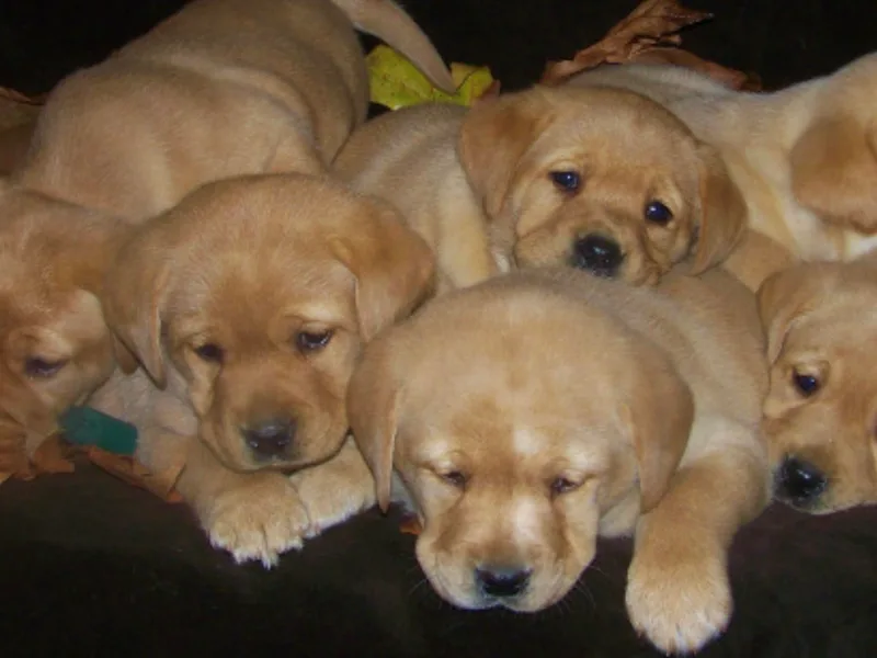 KC Labradors