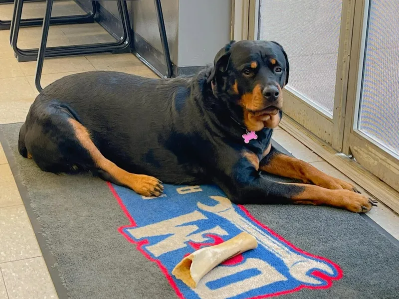 KC Rottweiler Kingdom