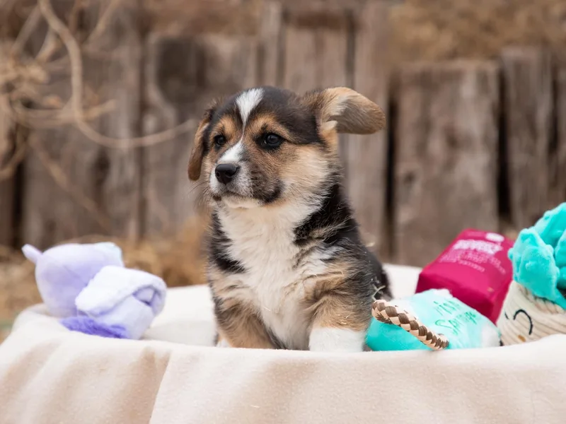 KC’s Corgis photo 1
