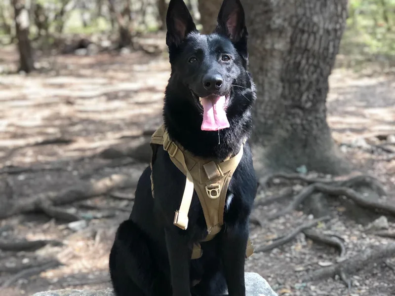 KC’s German Shepherds photo 1