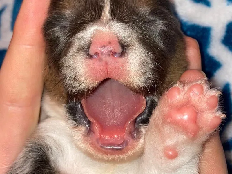 KC's Kennel photo 1