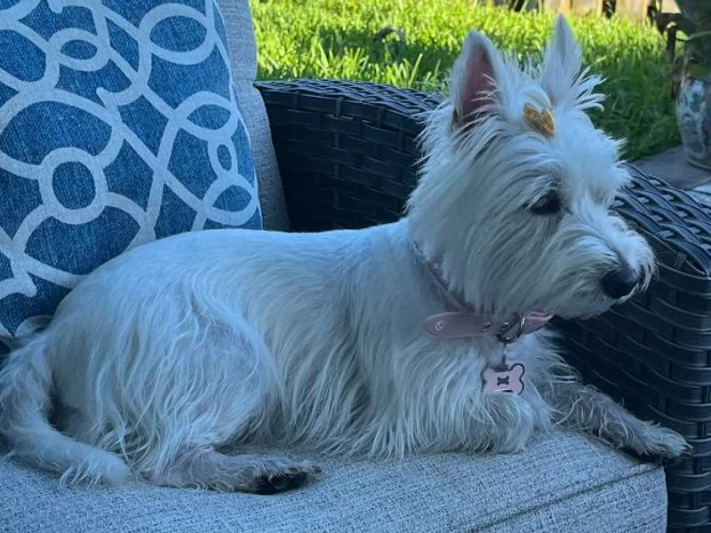 KC’s Westies of Miami