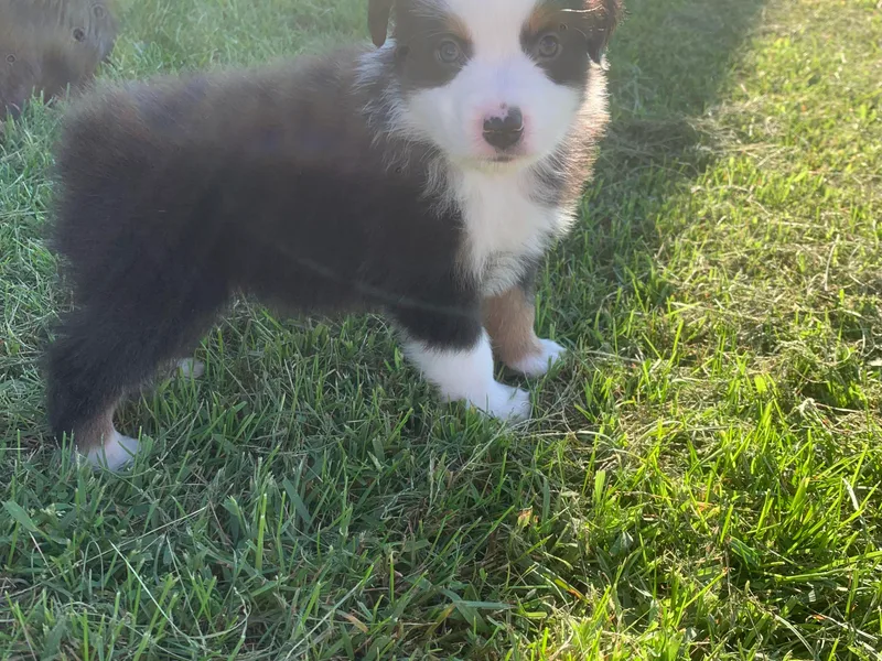 KC’s Working Aussies