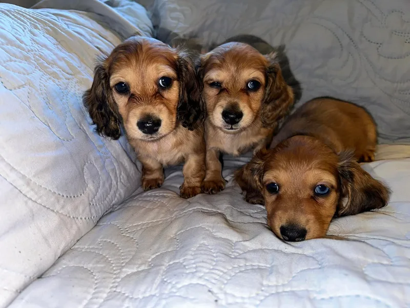 KCM Doxies