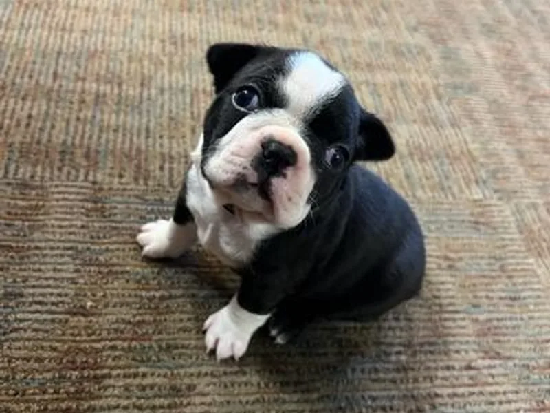 KCMO Boston Terriers