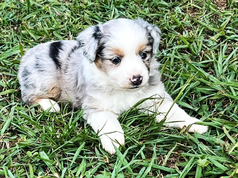 KD Miniature Aussies