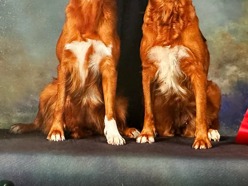 KD's Kennels photo 1