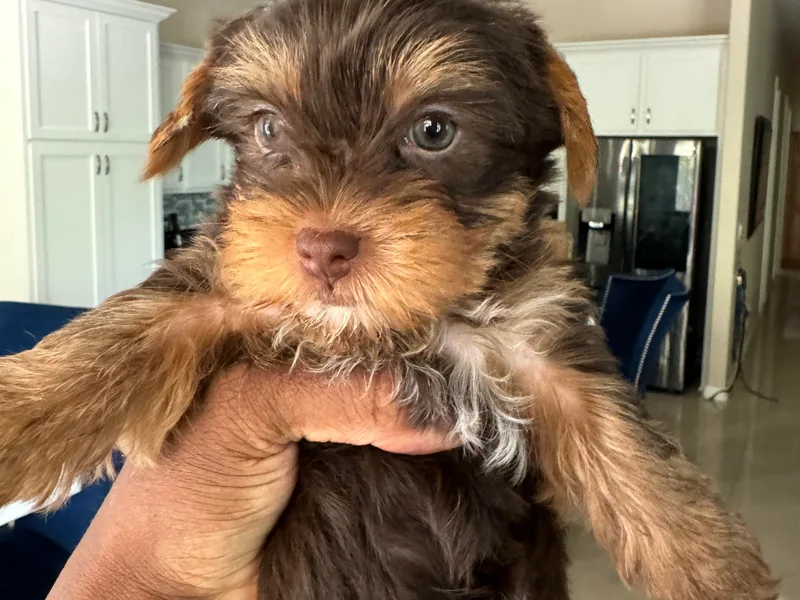 KD's Yorkshire Terriers