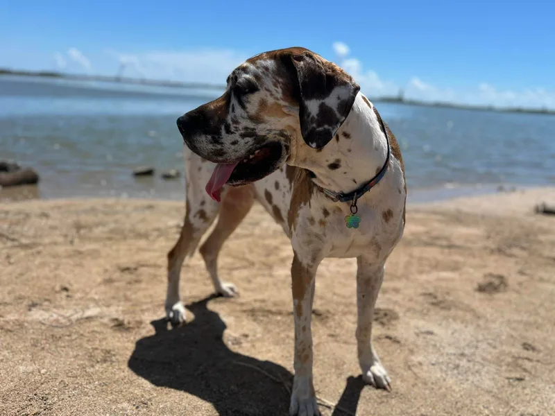 KD Sweet Southern Danes