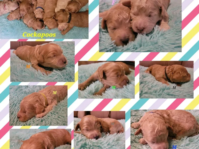 KDK Missouri Miniature Poodles photo 1