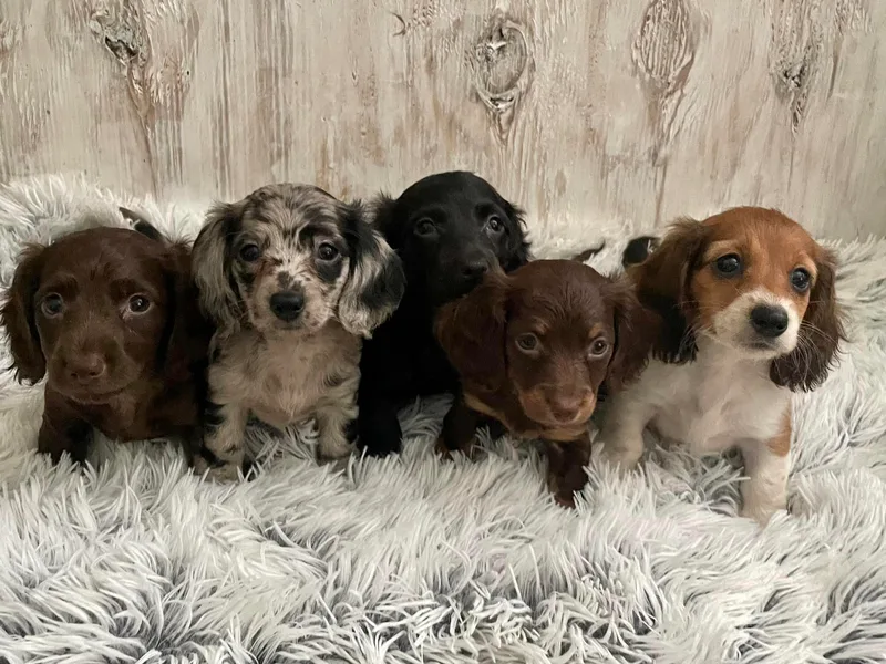 KDT Dachshunds photo 1