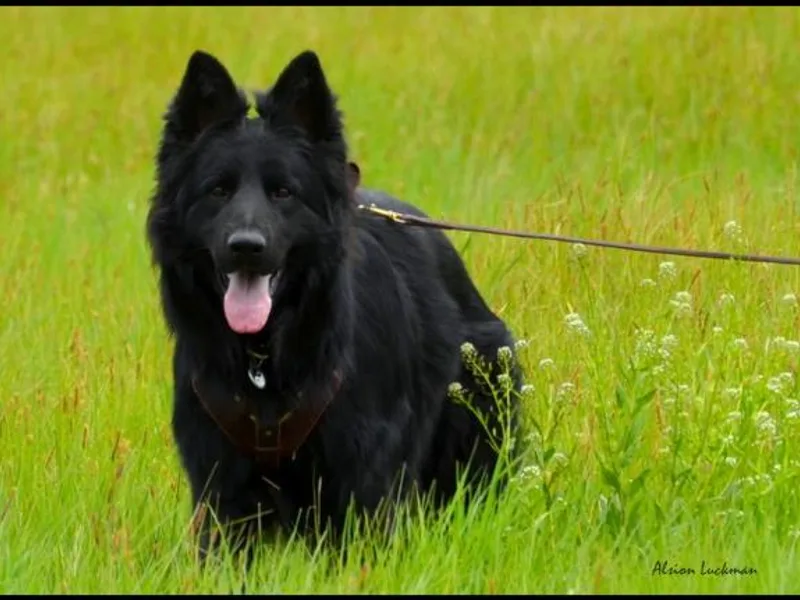 Kearanen Talo German Shepherds