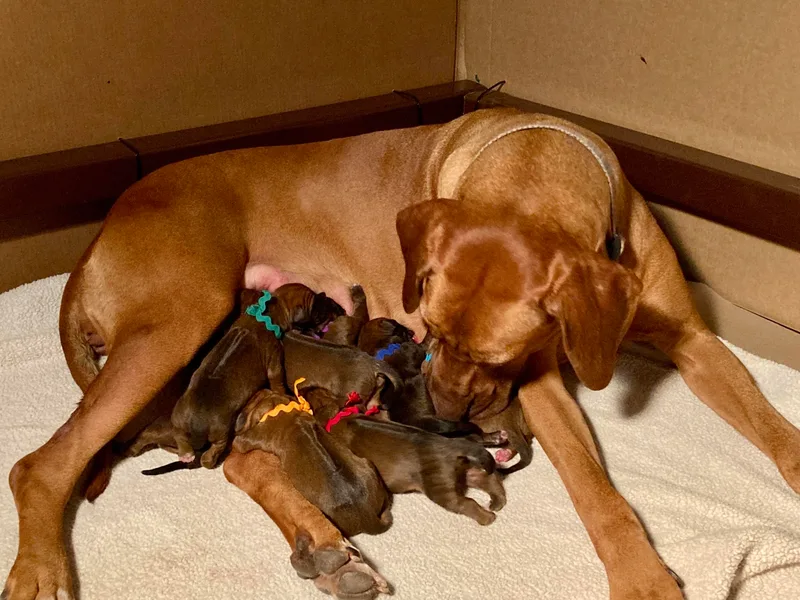 Keefer Ridge Rhodesian Ridgebacks