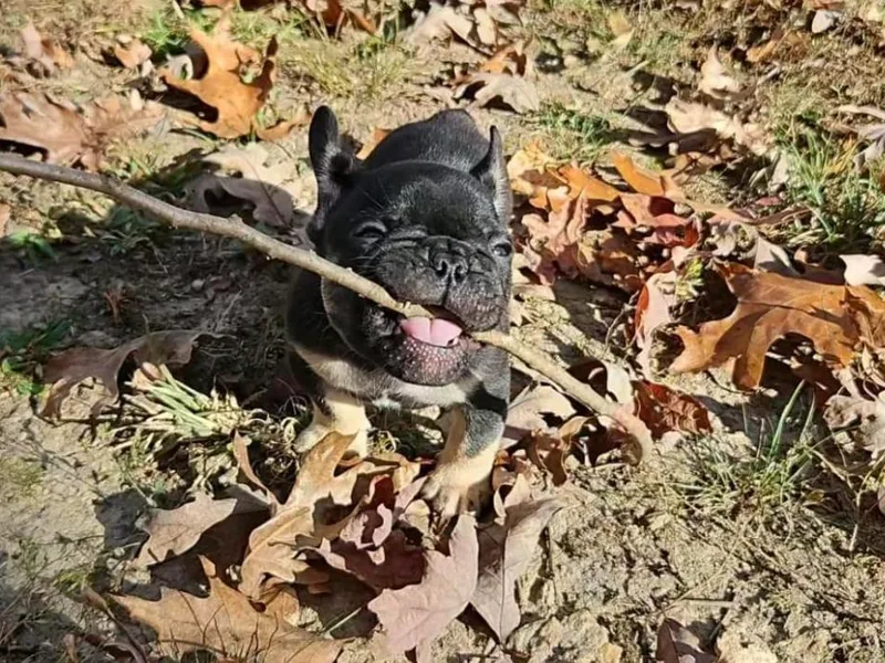 Keehln's French Bulldogs