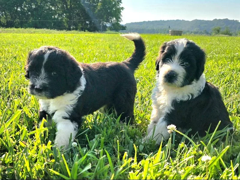 Keehn-Country Porties