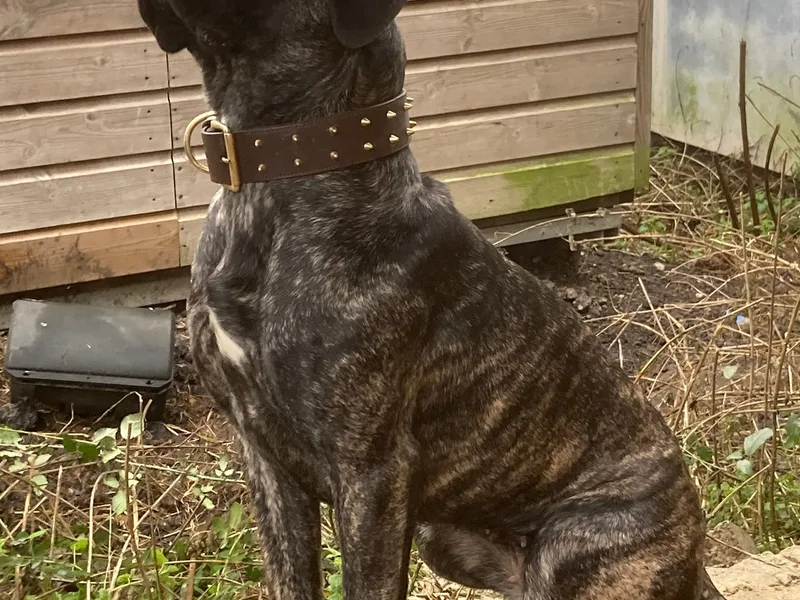 Keeling working dogs  photo 1