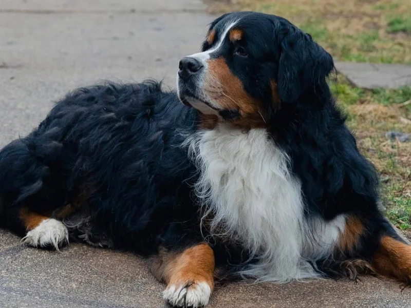 Keely’s Bouncing Berners