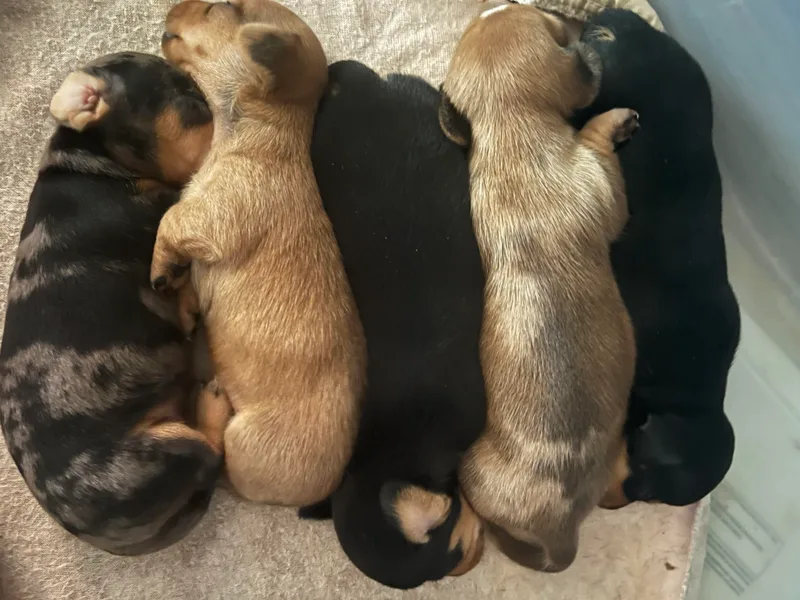 Keen's Dachshunds