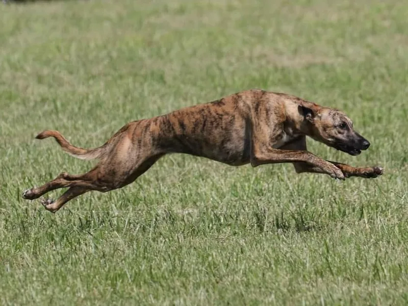 Keen Whippets photo 1