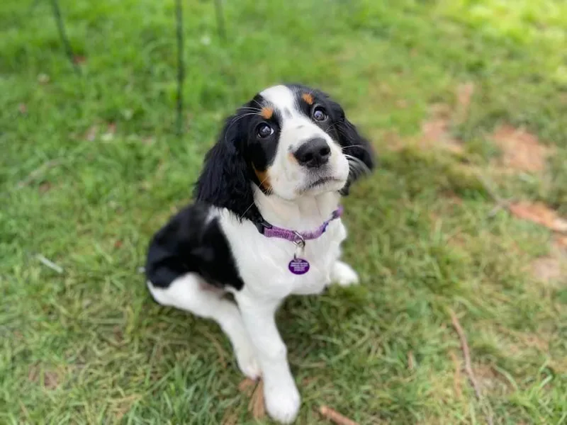 Keenerbelle Springers