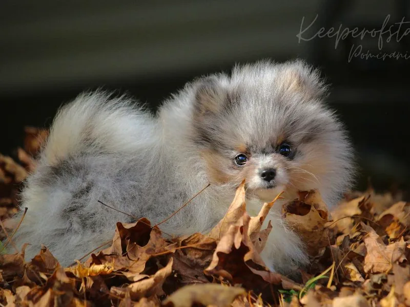 Keeperofstars Pomeranians