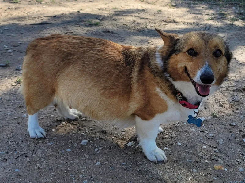Keepin' it Reel Corgis