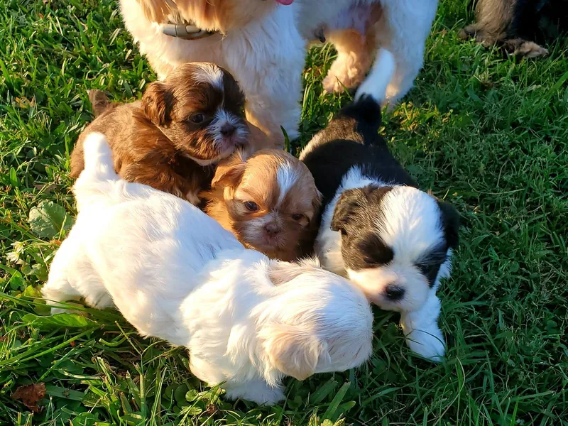 Keepin' it X-tra Shih-Tzu