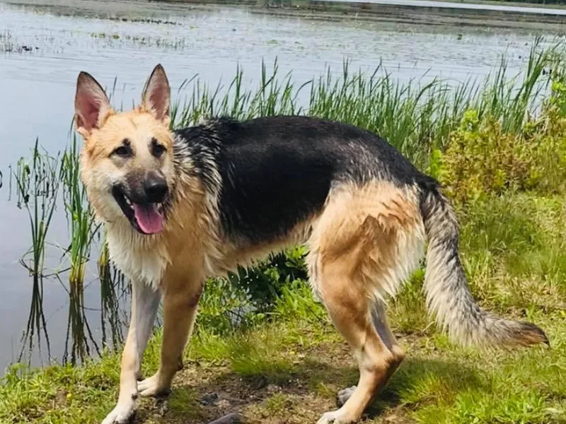 Keeping Up with the Shepherds